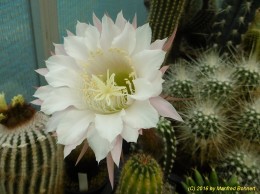 Trichocereus Hybride 02